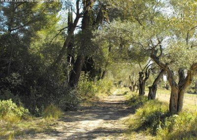 AlleedesoliviersThézan lès Béziers