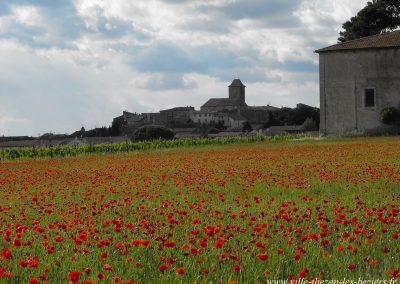 CoquelicotsThézan lès Béziers