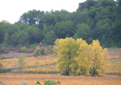 Vue de lOree du Pech sur le bois de pins le pech de Thezan