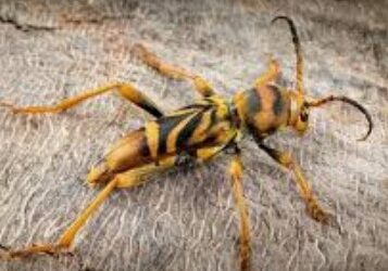 Alerte présence du longicorne Tigre (nuisible)